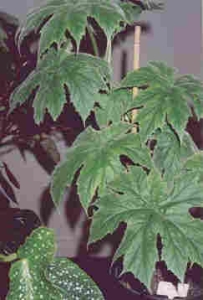 Begonia ludwigii
