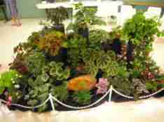 Artistic Static Display of Begonias - front view