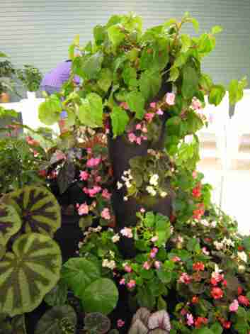 Artistic Static Display of Begonias - right front view