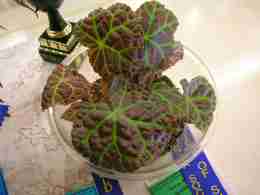Best Species of Show (Class 22) Begonia Rajah by Enid Henderson