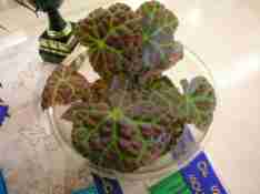 Best Species of Show (Class 22) Begonia Rajah by Enid Henderson