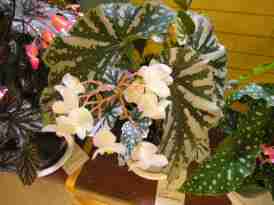 Cane-Like Hybrid (Class 19) Begonia Silver Beauty