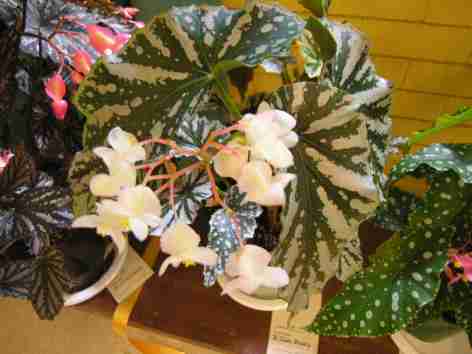 Cane-Like Hybrid (Class 19) Begonia Silver Beauty
