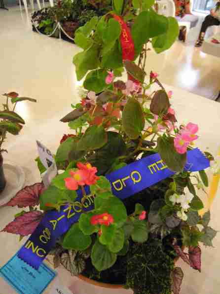 First Prize in Artistic Begonia Display (Class 23) My Garden by Shevanti