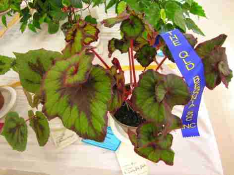 First Prize in Rhizomatous with Distinctive Foliage (Class 4) Begonia Curly Fire Flush by Joan Taylor