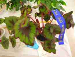 First Prize in Rhizomatous with Distinctive Foliage (Class 4) Begonia Curly Fire Flush by Joan Taylor