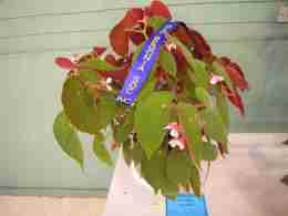 First Prize in Shrub-Like Hybrid (Class 14) Begonia Wally by Enid Henderson