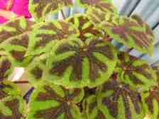 Rhizomatous Begonia Iron Cross