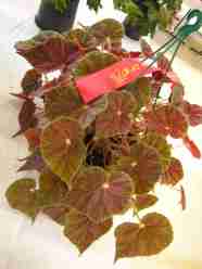 Second Prize in Begonia in Hanging Container (Class 11) by Barbara Blacka