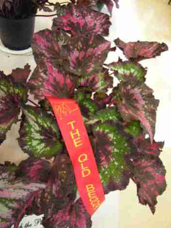 Second Prize in Begonia Rex Cultorum (Class 7) Begonia Ellanora Princes by A. Ludwig