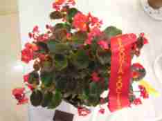 Second Prize in Begonia Semperflorens (Class 8) Begonia Bronze Leaf by Betty Vanderpoorten