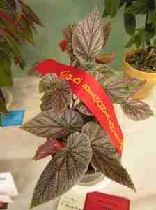 Second Prize in Shrub-Like Hybrid (Class 14) Begonia Maurice Amy by Kevin Schulz