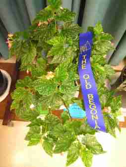 Special Award and First Prize in Cane-Like Hybrid (Class 19) Begonia Amber Meyer by Don Blacka
