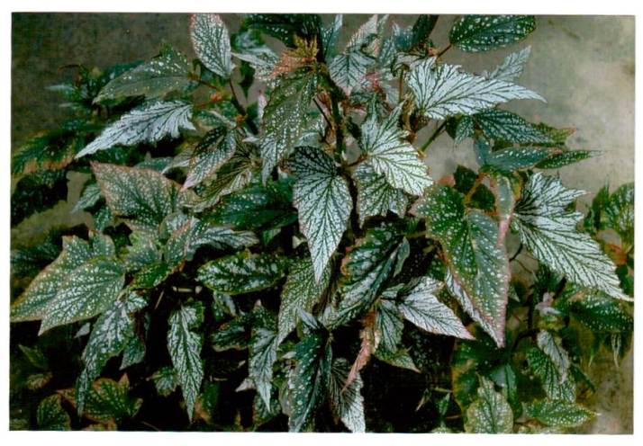 Begonia ‘Dancing Girl’, American hybrid produced by Logee’s Greenhouse – Shrub-like Class