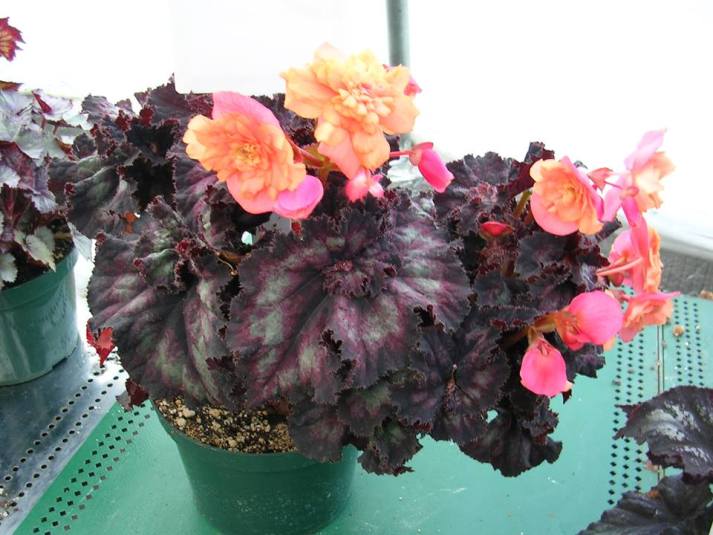 Experimental Cross of Rex and Tuberous Begonias [1]