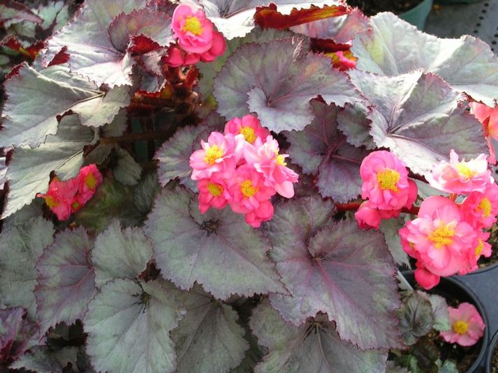 Experimental Cross of Rex and Tuberous Begonias [2]