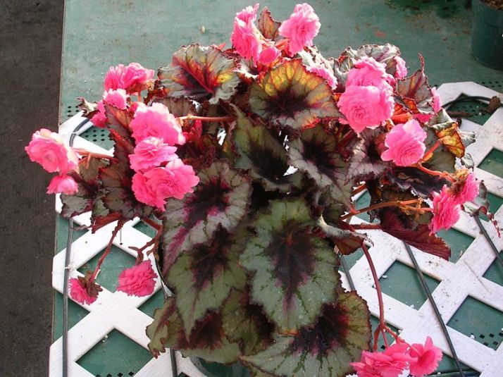 Experimental Cross of Rex and Tuberous Begonias