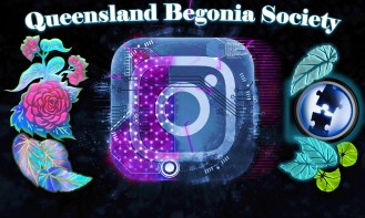 Queensland Begonia Society on Instagram